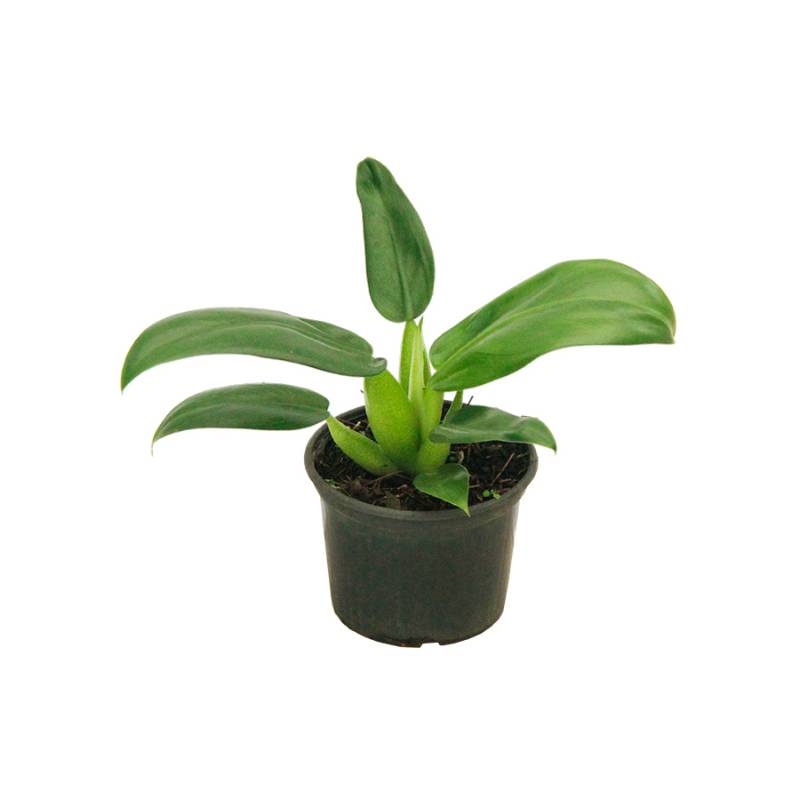 philodendron minima pflege Philodendron Mini Monstera Minima main image 1