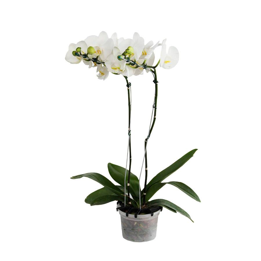 Orquidea Phalaenopsis 2 Hastes Branca