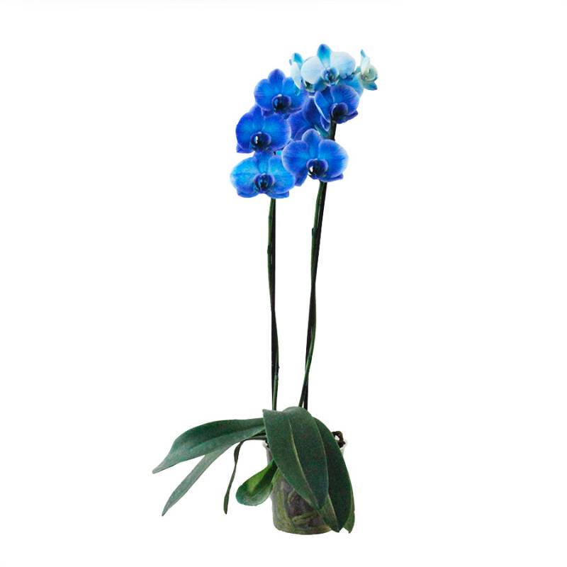 Orquidea Phalaenopsis Azul 2 Hastes P12