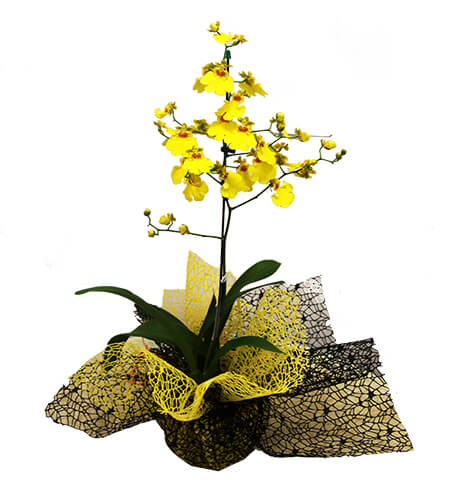 Orquídea Chuva de Ouro na Tela Rendada